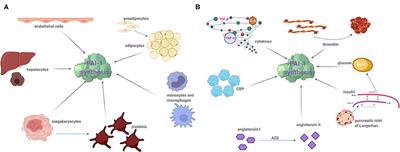 A Serpin With a Finger in Many PAIs: PAI-1's Central Function in Thromboinflammation and Cardiovascular Disease